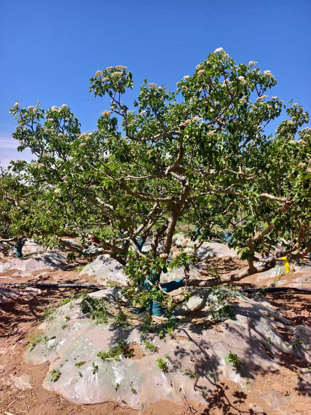 1751338795580072.jpg 1750401711824477.jpg