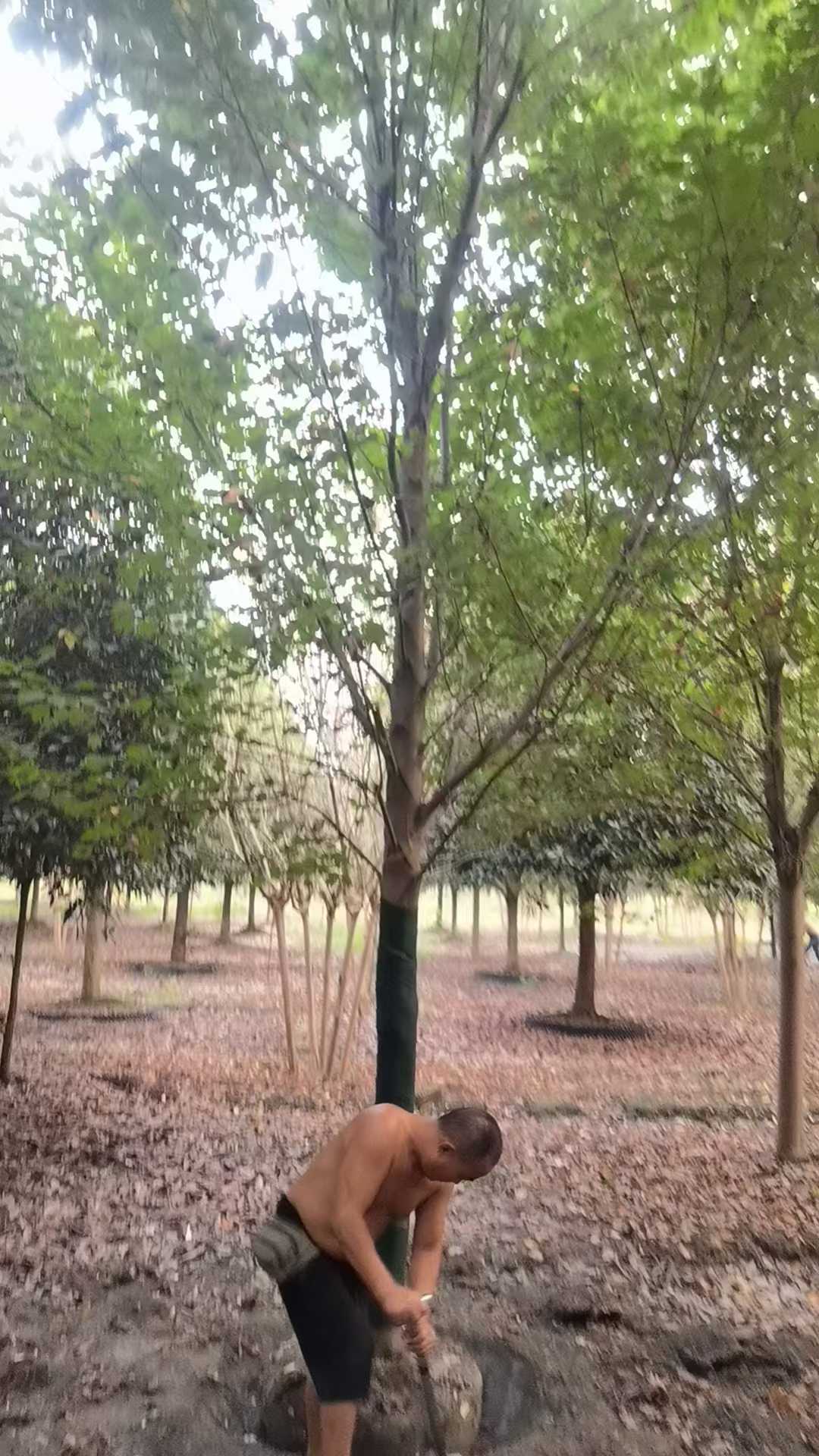 1751791250592357.jpg 1750404445980494.jpg