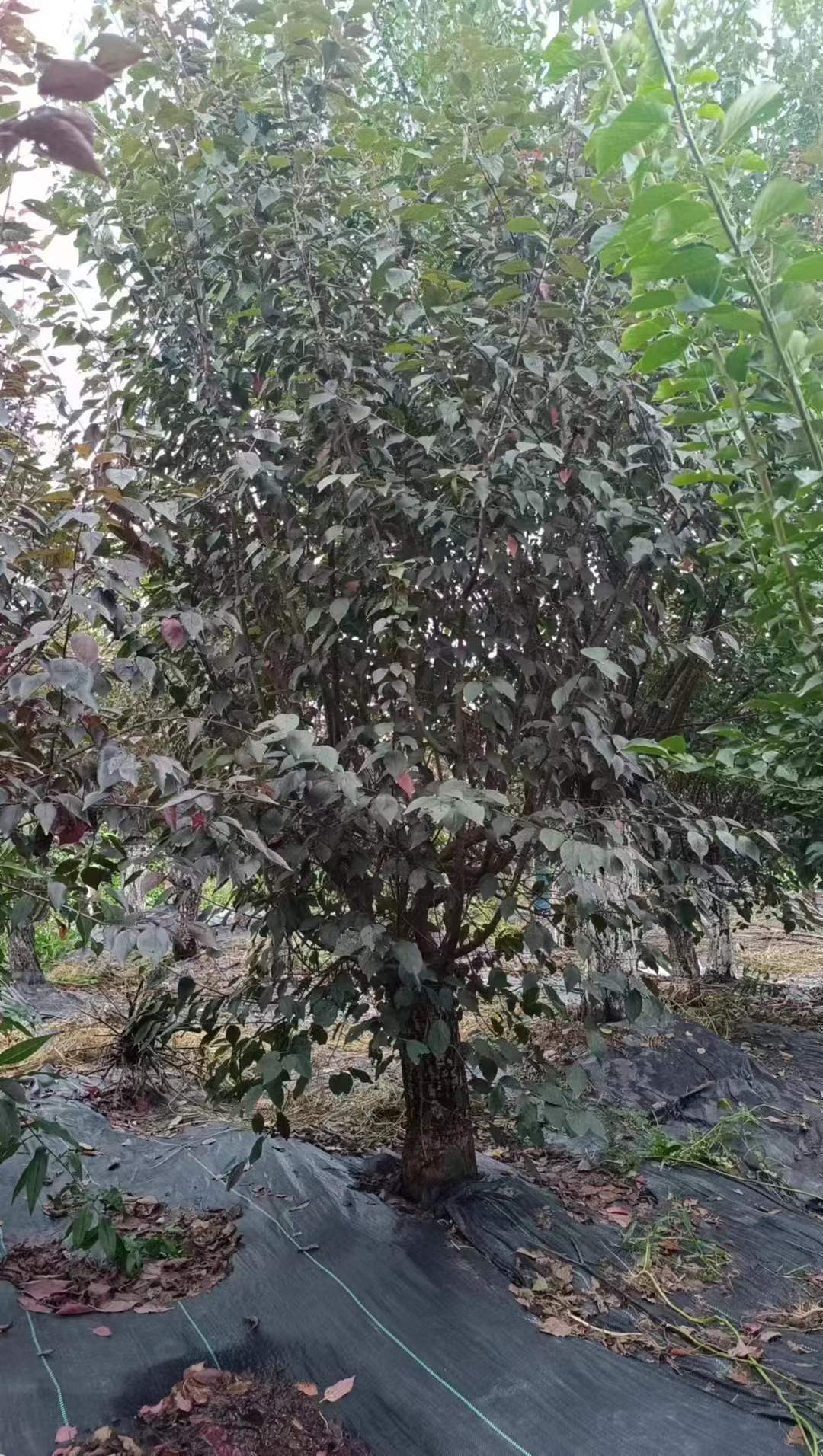 1751850442262535.jpg 1750404489921488.jpg