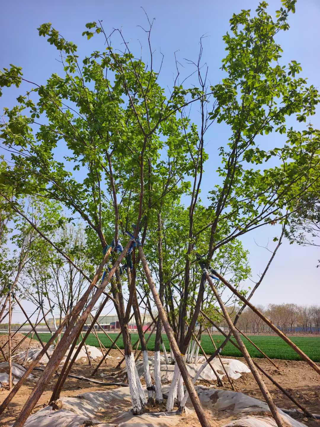 1751942389689861.jpg 1750403176942700.jpg