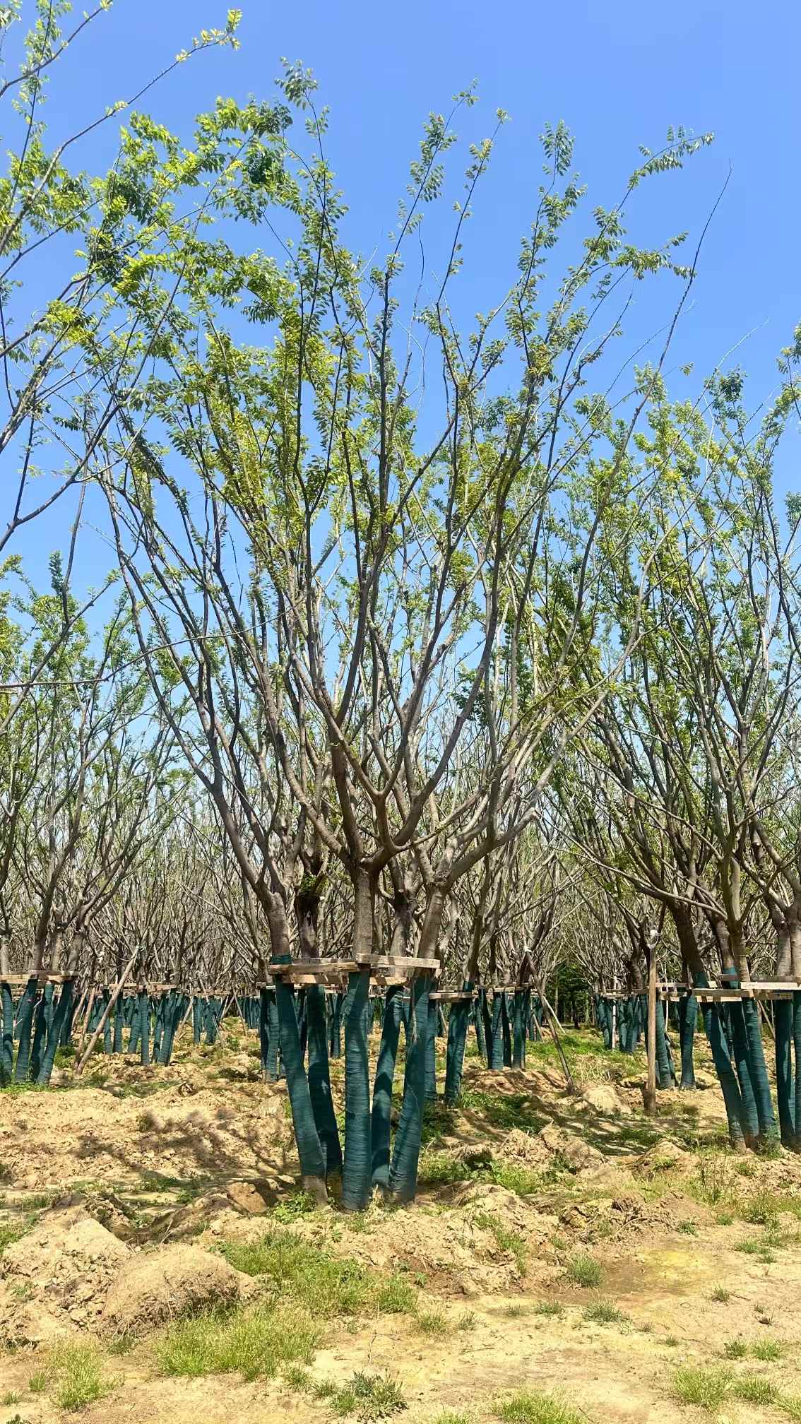 1752027863399976.jpg 1750402972687970.jpg