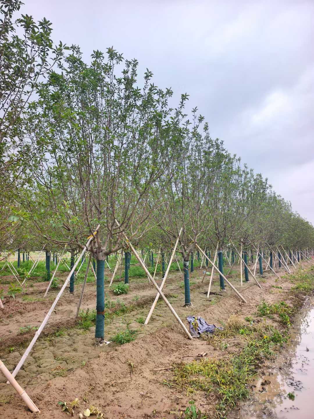 1752201171776455.jpg 1750402035413404.jpg