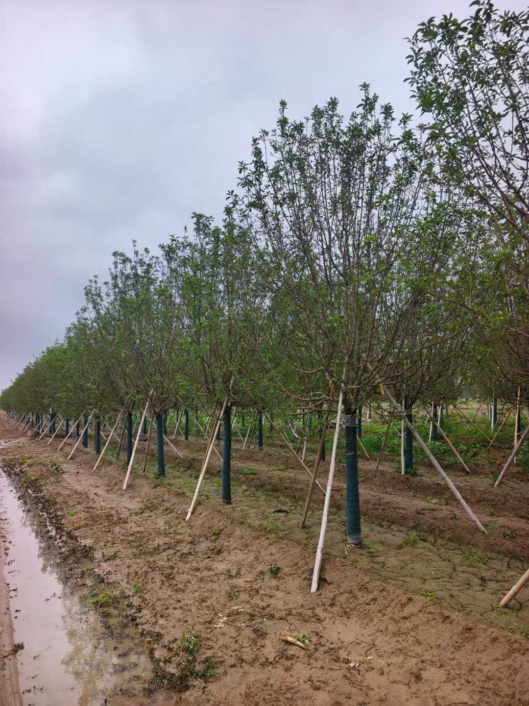 1752201177527309.jpg 1750402035729003.jpg