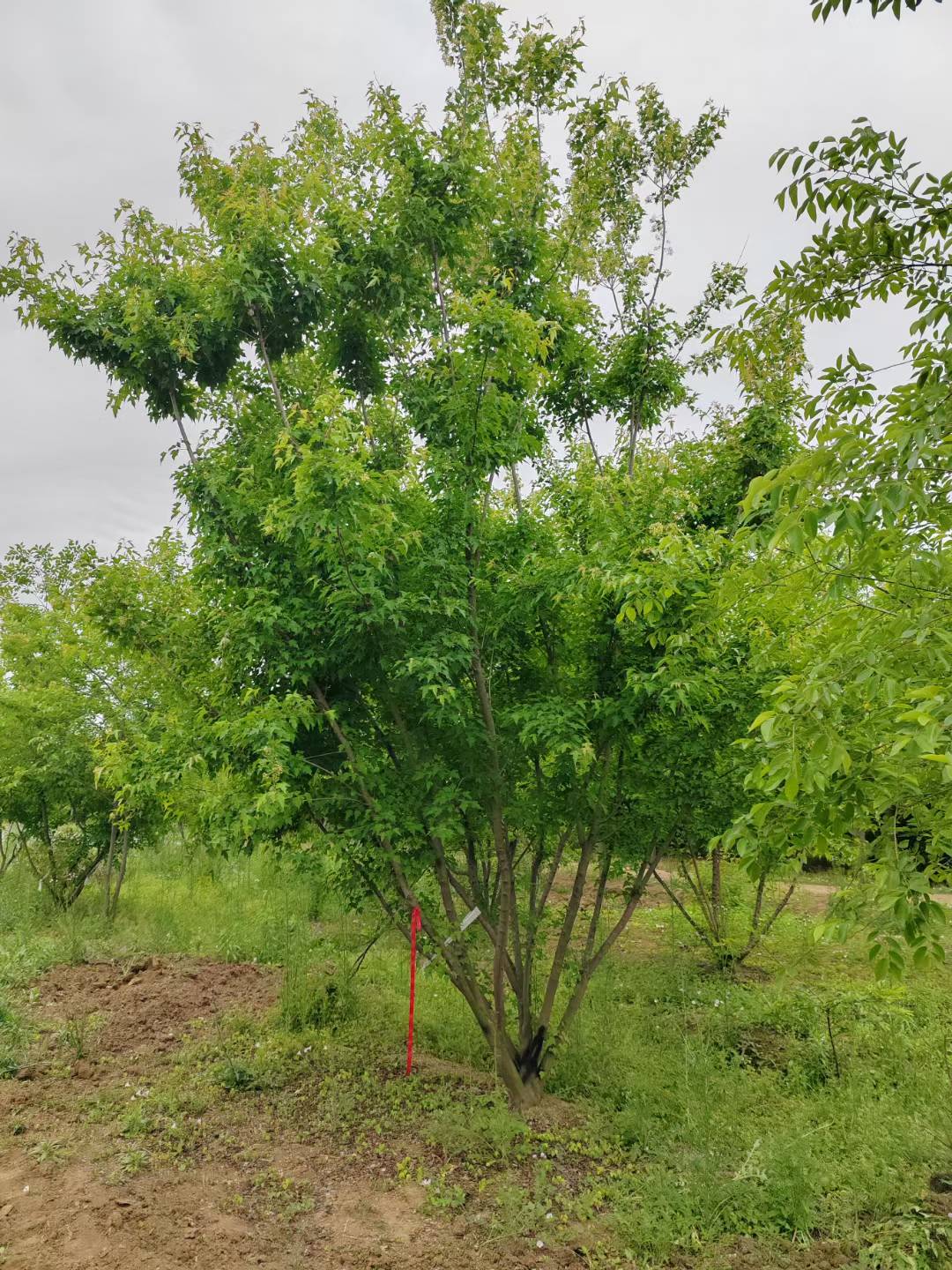 1752803595253268.jpg 1750402234534998.jpg