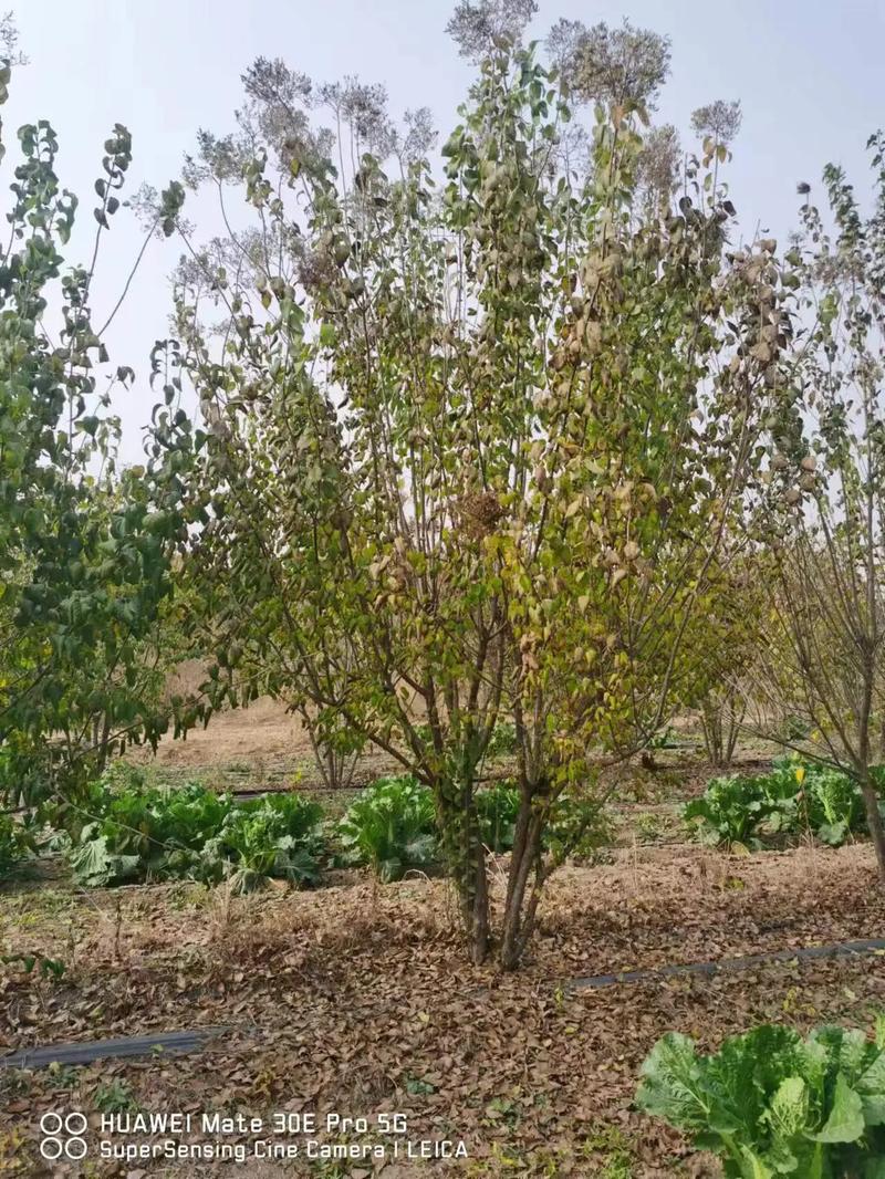 1754015179906364.jpeg 1750404667987390.jpeg