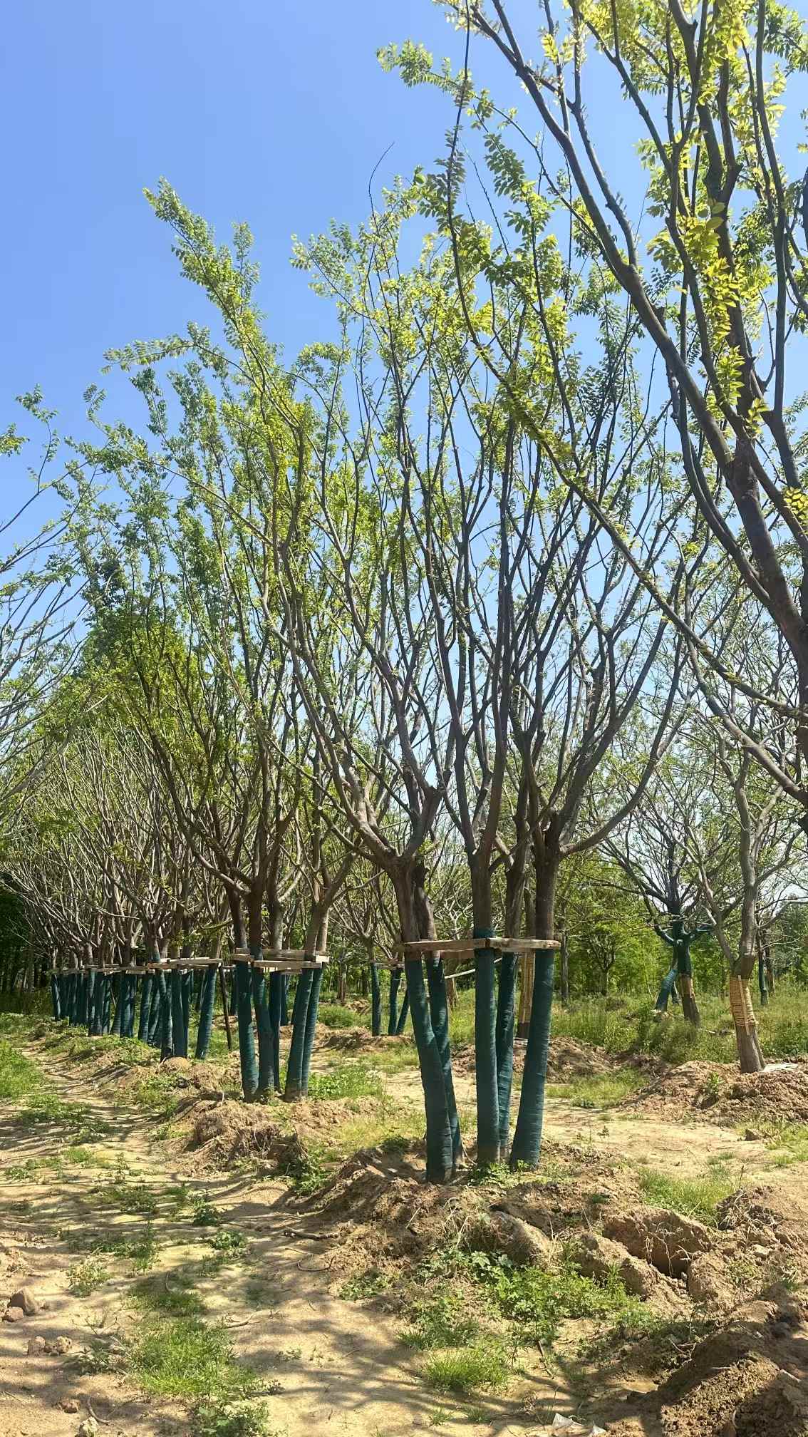 1754703955708332.jpg 1750402973551583.jpg