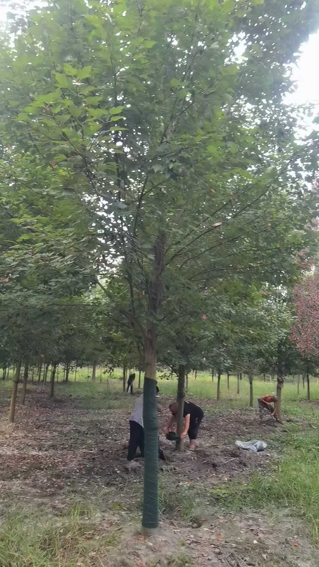 1756778705778941.jpg 1750404444332921.jpg