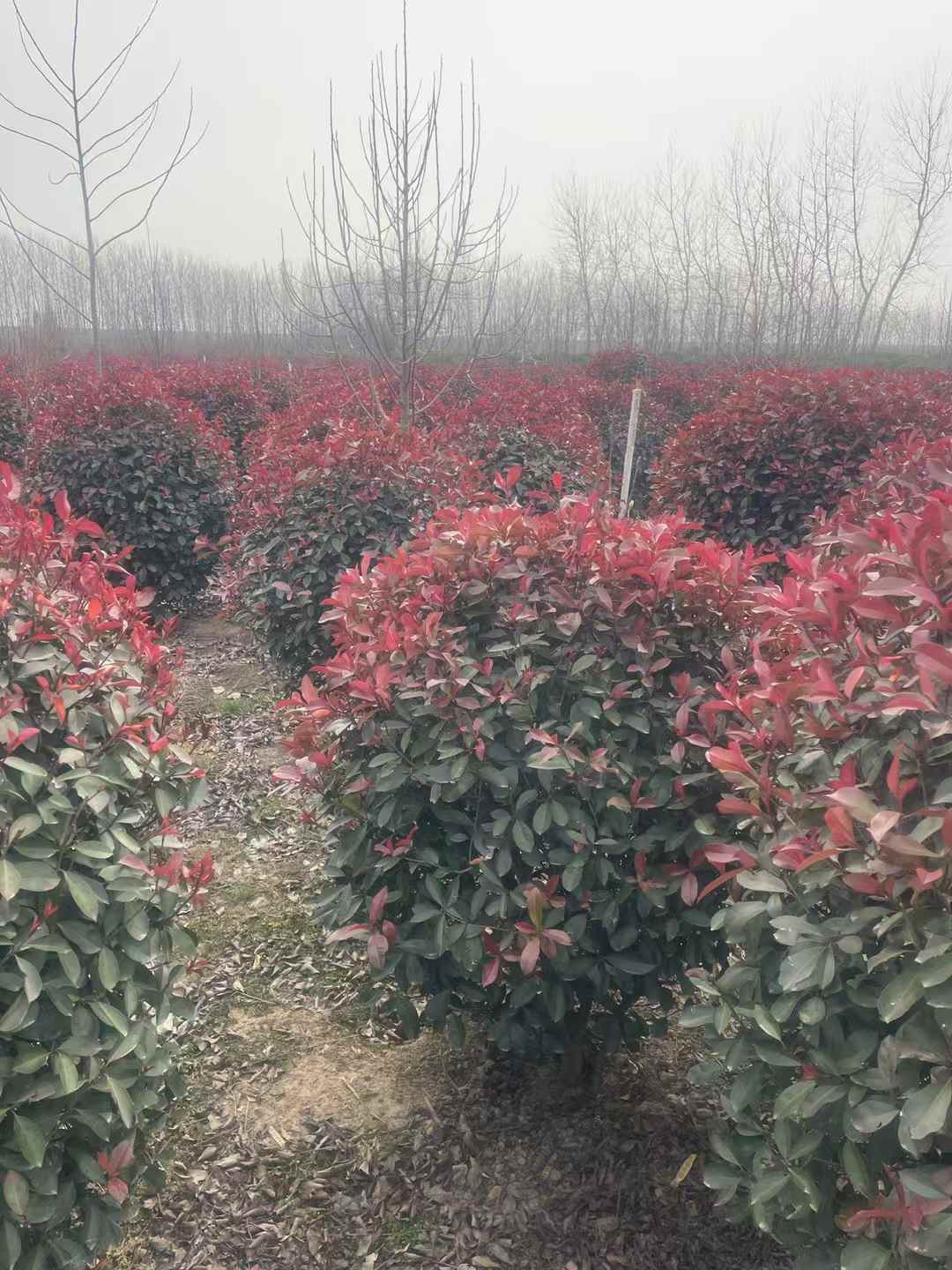 1757555121984301.jpg 1750402554500352.jpg