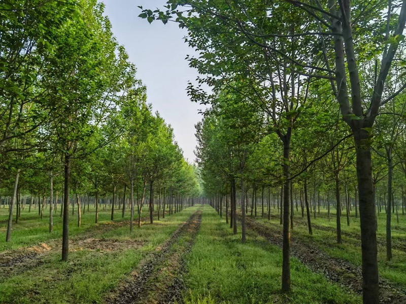 1760145628620080.jpg 1750402907463281.jpg